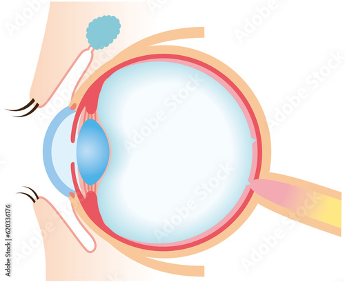 目の構造 断面図 医療