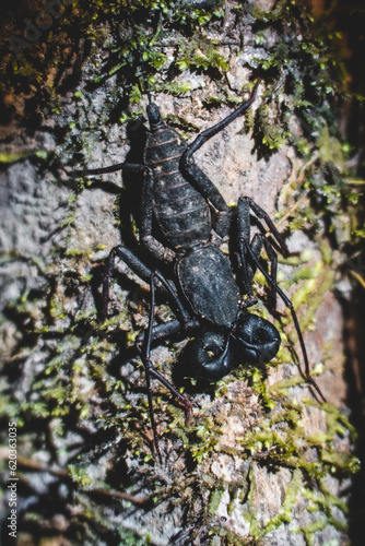 An scorpion on a tree