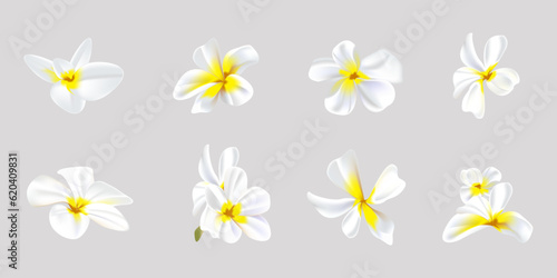 Plumeria flowers in a realistic style on a white background. Summer vector illustration