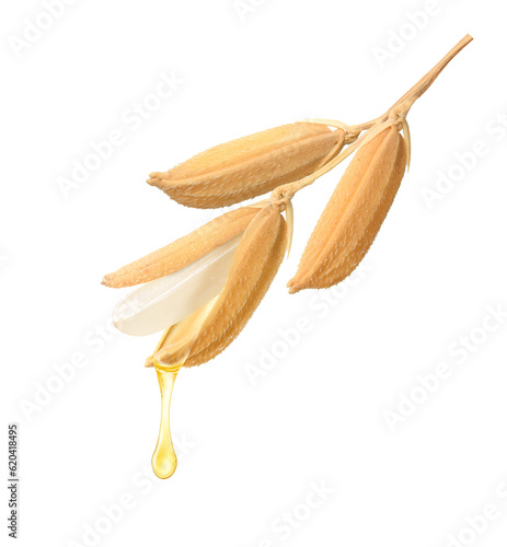 Rice bran oil dripping from rice seed isoalted on white background.