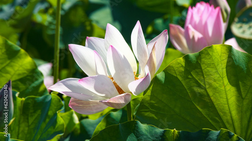 close-up of a lotus flowers with green leaf