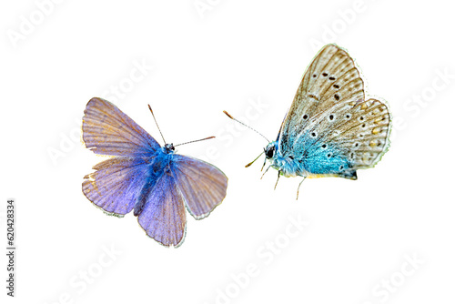 blue lycaenidae butterfly isolated on white background transparent 02