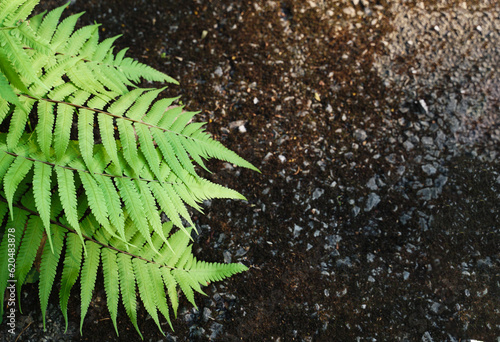 Vegetable Fern on the background of a wet road by the stream. It is a fern that can be eaten or cooked in a variety of ways and is useful in preventing disease. Treat disease and eat healthy