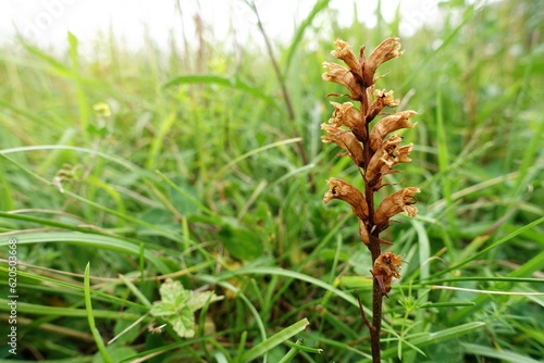 Orobanche minor, hellroot, common broomrape, lesser broomrape, small broomrape or clover broomrape