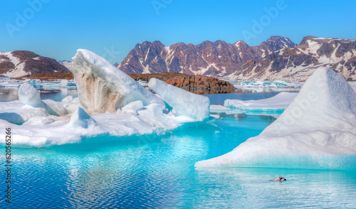 A spotted seal swims in the ocean next to glaciers - Melting icebergs by the coast of Greenland, on a beautiful summer day - Melting of a iceberg and pouring water into the sea - Greenland