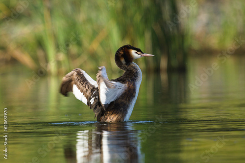 Grebe with spread wings. Grebe on the lake on a Green background. Great Crested Grebe, waterbird (Podiceps cristatus) 
