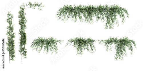 Collection of Rosemarinus officinalis prostrate, Creeping resemary on isolated transparent background