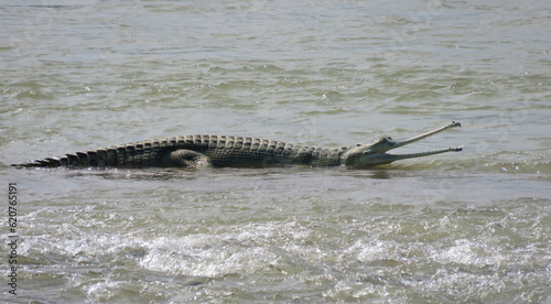 Alligators lying in the river in chitwchitwan national park nepal. An alligator, or colloquially gator, is a large reptile in the Crocodilia.
