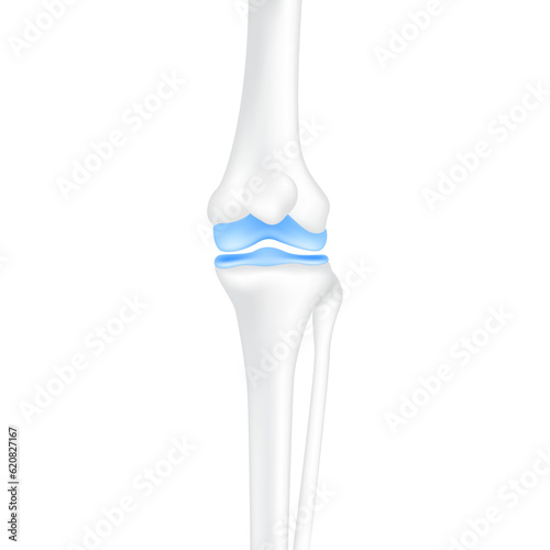 Leg bones knee and joint cartilage healthy. Human skeleton anatomy. Medical health care science concept. Realistic 3D PNG.