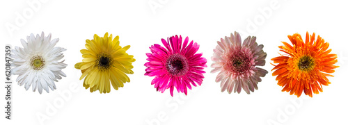 Five Different color Barberton daisy flower, Five Different color Gerbera jamesonii png