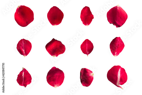 Set of 12 red rose petals on a white background or transparent