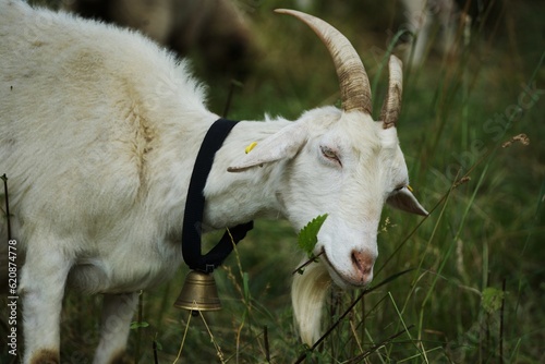 White billy goat with a magnificent beard and bell