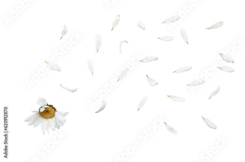 Daisy flower with flying petals on white background