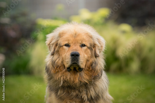 gold The Tibetan Mastiff dog detail of head