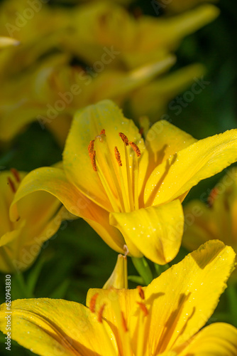 Blooming yellow lilies in a summer sunset light macro photography. Garden lily flowers with bright orange petals in summertime, close-up photography. Large flowers in sunny day floral background.