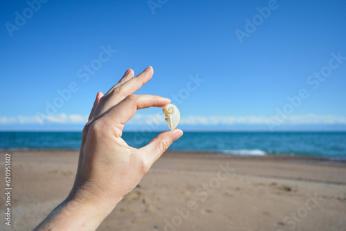shell in the hand on the beach