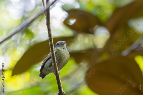 White-crowned Manakin