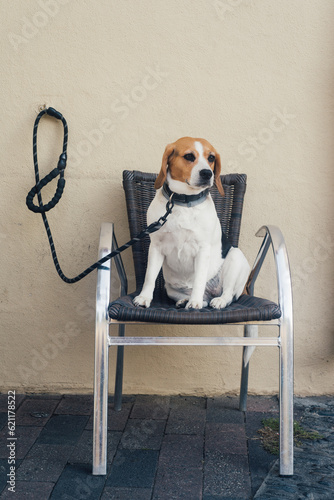un chien assis sur une chaise attend son maître. Chien Beagle attaché à une laisse. Chien patient. Joli chien assis sur un fauteuil et attaché à une laisse. Chien abandonné. Maltraitance animal
