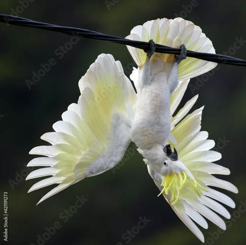 An Australian sulphur-crested cockatoo clowning upside down on a power line.