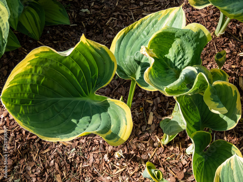 Plantain lily (Hosta fluctuans) 'Sagae' growing in garden with large, thick, wavy, widely oval, frosted blue-green leaves turning gray-green with irregular margins