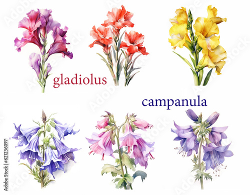 Garden flower set, watercolor gladiolus and campanula. Generative ai
