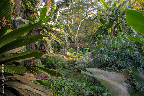 Morning view of a tropical grove in the Singapore botanical garden