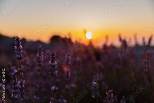 Sunset in the lavender field on the Hvar Island in Croatia