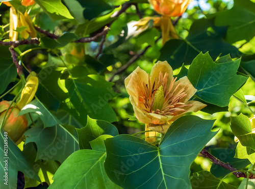 Tulip tree branches with flowers and buds. Latin name Liriodendron tulipifera L