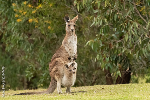 Eastern Grey Kangaroo (Macropus Giganteus) With its joey in the pouch and its ears pricked up and being alert in the wild at the Gold Coast, Australia.