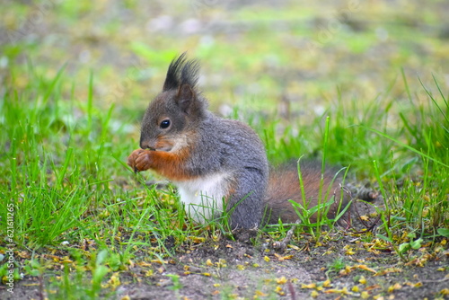 Red squirrel snacking. We can help by providing a wide variety of nuts and seeds. They prefer hazelnuts ideally in their shells. Sweet chestnuts, sunflower hearts and pine nuts are other great options