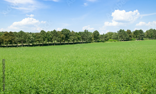 A green field of alfalfa and a blue sky.