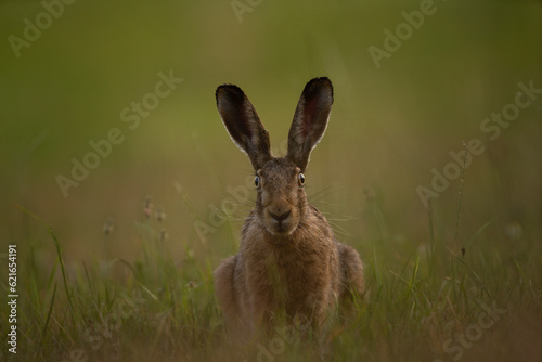 European hare is feeding on the meadow. Lepus europaeus on the meadow. Wildlife in Europe. 