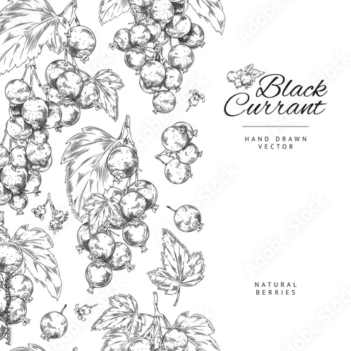 Hand drawn seamless border with blackcurrant berries and leaves sketch style