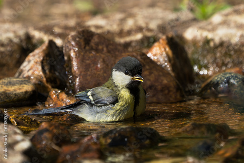 Side view of a cute bathing juvenile great tit bird in a natural looking bird bath