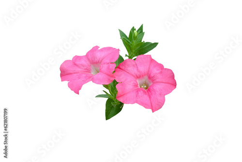 Isolated image of beautiful close-up petunia flower on png file at transparent background.