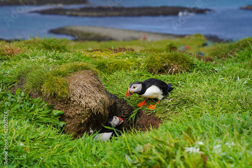 Atlantic puffins on the isle of Lunga in Scotland. The puffins breed on Lunga, a small island of the coast of Mull. 