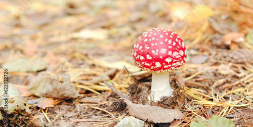 Fly agaric mushroom in the fall forest