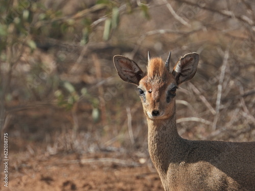 Diddik. Afryka, Tsavo. 2023