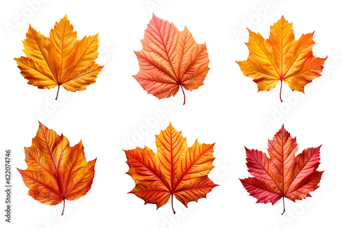 Collection of autumn leaves isolated on transparent background