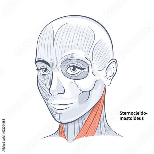 Woman Face Anatomy Sternocleidomastoideus Neck Muscle vector illustration