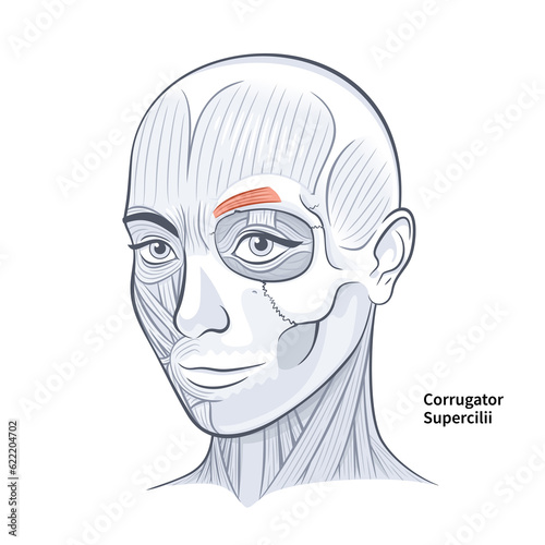 Woman Face Corrugator Supercilli Deep Muscle illustration