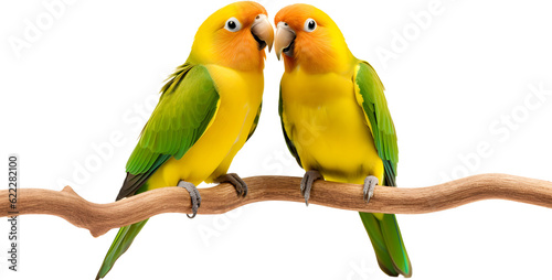 Cute Agapornis parrot birds, in love, isolated on transparent background