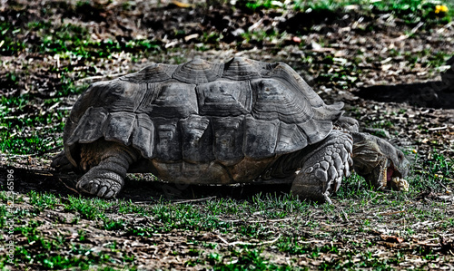 African spurred tortoise eats cob. Latin name - Geochelone sulcata 