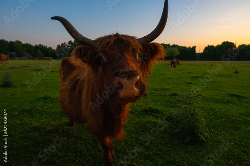 Karmiona Szkocka krowa Highland Cattles na pastwisku, łące o zachodzie słońca.