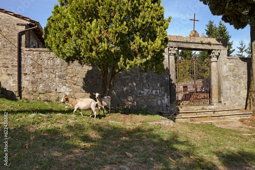 Pescia, Pistoia, Tuscany, Italy: entrance to the old cemetery with grazing goats, near the medieval church in the hamlet of Castelvecchio