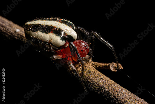 Adult Typical Orbweaver Spider