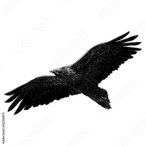 Egyptian Vulture hand drawing vector isolated on background.