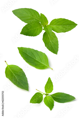 fresh basil leaves isolated on white background