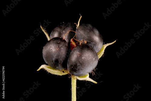 Dewberry (Rubus caesius). Fruit Closeup