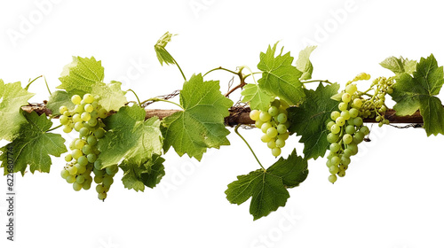 Grape leaves vine plant branch with tendrils in vineyard